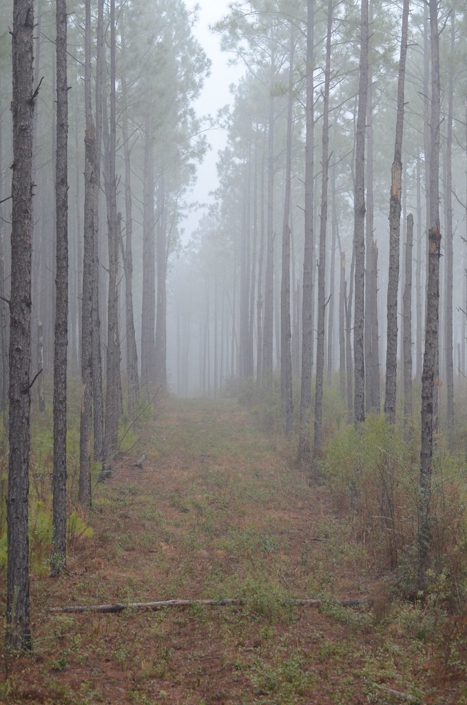 Sous-bois de la forêt picarde au lever du jour, faune sauvage